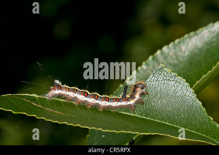 Caterpillar d'une dague gris (Acronicta psi) de manger une feuille d'un Bird Cherry ou micocoulier (Prunus padus), Henne Beach Banque D'Images