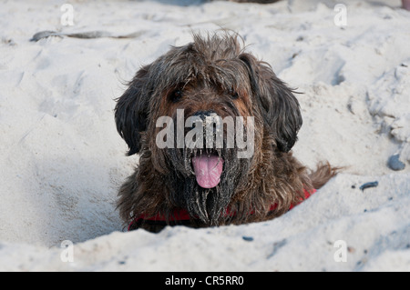 Briard, Berger de Brie, couché dans un trou de sable sur une plage, Ouest Jutland, Danemark, Europe Banque D'Images