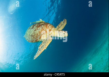 Tortue verte de mer ou tortue verte (Chelonia mydas) plongeant avec un poisson-mère mince (Echeneis naucrates) sur le dos Banque D'Images