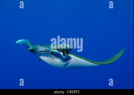 Fort ray ou sicklefin chilien devil devil ray ray, ou tortue à Mobula tarapacana (mobula) avec remora (echeneidae) sur la tête de rayons X. Banque D'Images