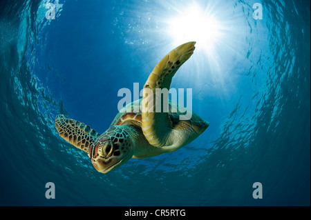 Tortue verte ou tortue verte (Chelonia mydas) plongée sous-marine, l'île de dimakya, Palawan, Philippines, l'océan pacifique Banque D'Images