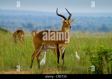 (Kobus kob Kob ougandais thomasi), Murchison Falls National Park, dans le Nord de l'Ouganda, l'Afrique Banque D'Images