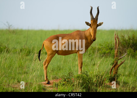 Jackson (Alcelaphus buselaphus) bubale, Murchison Falls National Park, dans le Nord de l'Ouganda, l'Afrique Banque D'Images