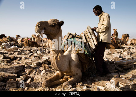 Les travailleurs loin du chargement d'un chameau avec blocs de sel dans les mines de sel de la dépression Danakil, Dallol, Ethiopie, Afrique Banque D'Images