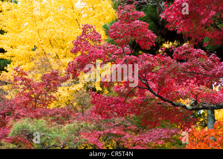 Le Japon, l'île de Honshu, la région de Kinki, ville de Kyoto, le Chemin de philosophie en automne, le feuillage Banque D'Images