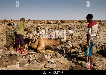 Les travailleurs loin du chargement d'un chameau avec blocs de sel dans les mines de sel de la dépression Danakil, Dallol, Ethiopie, Afrique Banque D'Images