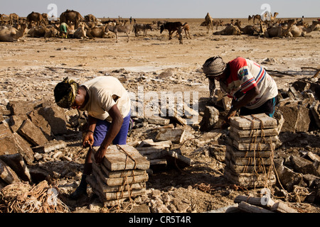 Préparer les travailleurs loin de blocs de sel pour le transport dans les mines de sel de dépression Danakil, Dallol, Ethiopie, Afrique Banque D'Images