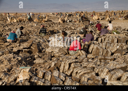 Loin des travailleurs dans les mines de sel de la dépression Danakil, Dallol, Ethiopie, Afrique Banque D'Images