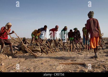 Loin des travailleurs dans les mines de sel de la dépression Danakil, Dallol, Ethiopie, Afrique Banque D'Images