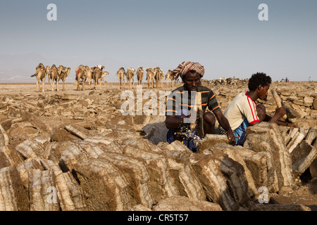 Loin des travailleurs et des caravanes de chameaux dans les mines de sel de la dépression Danakil, Dallol, Ethiopie, Afrique Banque D'Images