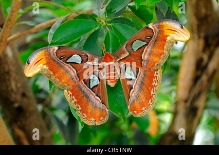 Atlas moth (Attacus atlas), la Thaïlande, l'Asie de l'habitat Banque D'Images