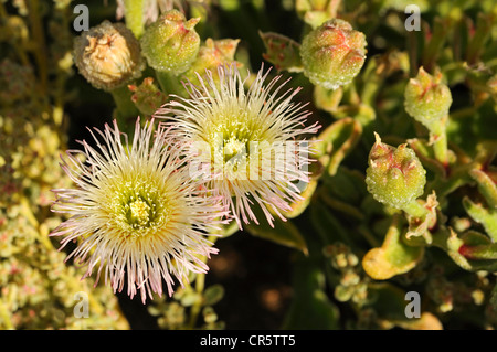 Mesembryanthemum sp. dans l'habitat, usine à glace, Aizoaceae, Mesembs, Goegap Nature Reserve, le Namaqualand, Afrique du Sud, l'Afrique Banque D'Images