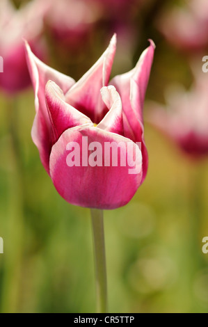 Fin de floraison floraison lily tulip (Tulipa), variété Claudia, néerlandais tulip Banque D'Images