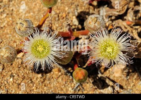 La floraison des plantes de glace (Mesembryanthemum sp.) dans son habitat naturel, Aizoaceae, Mesembs, réserve naturelle, le Namaqualand Banque D'Images