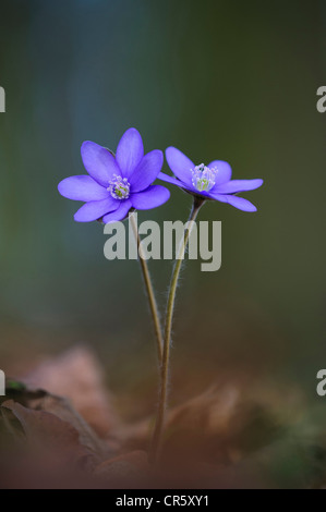 L'hépatique (anemone hepatica), Allemagne Banque D'Images