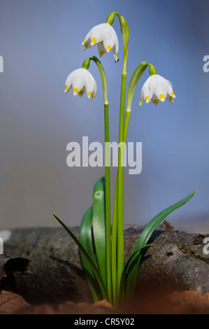 Printemps Leucojum vernum (flocon), Allemagne Banque D'Images