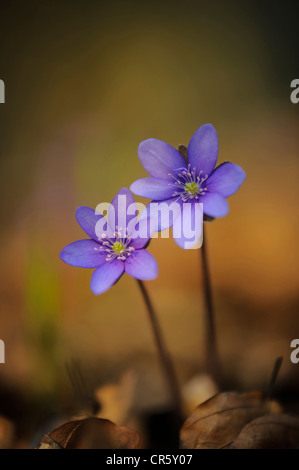 L'hépatique (anemone hepatica), Allemagne Banque D'Images