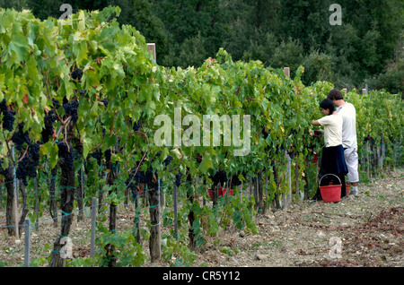 Italie, Toscane, région de production du vin Chianti, Castellina in Chianti, Azienda Agricola San Donatino à Maria Christina Diaz's Banque D'Images