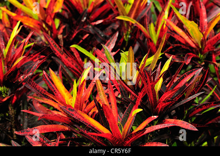 Croton (Codiaeum variegatum), Euphorbiaceae, Jatiluwih, Bali, Indonésie, Asie Banque D'Images