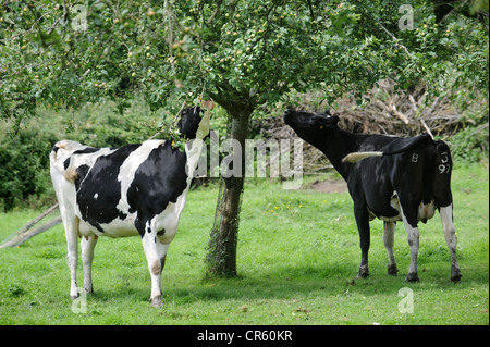 Les vaches frisonnes manger les feuilles d'un pommier dans un verger, Somerset UK Banque D'Images
