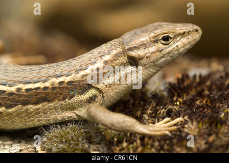 Grand lézard Psammodromus (Psammodromus algirus) Banque D'Images