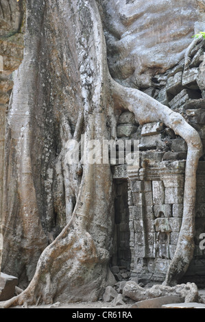 Temple de Ta Prohm à Angkor Banque D'Images