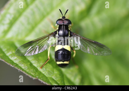 Hoverfly Chrysotoxum bicinctum Banque D'Images