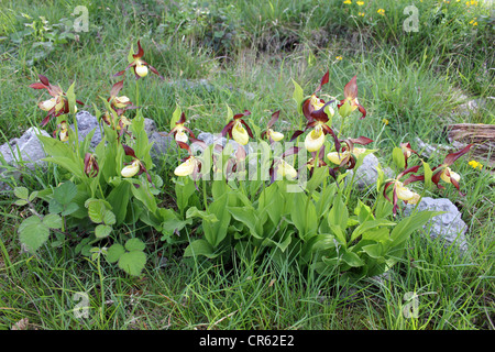 Lady's Slipper Orchids Cypripedium calceolus Banque D'Images