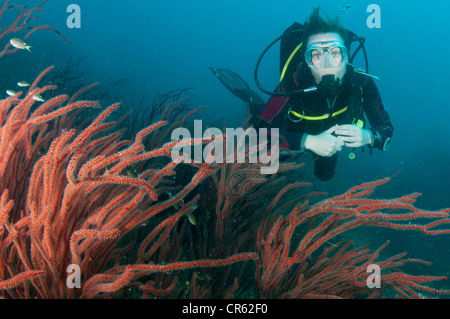 Plongeur femelle nage avec le corail rouge dans le golfe de Thaïlande Banque D'Images