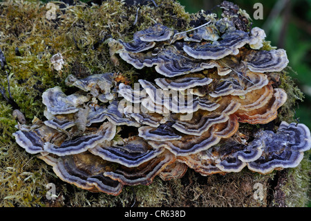 Un spectacle de nombreuses zones champignon polypore UK Banque D'Images