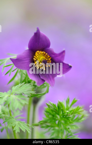 La belle fleur pourpre d'une Anémone pulsatilla au printemps UK Banque D'Images