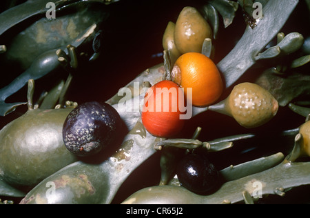 (Littorina obtusata bigorneau plate ( = littoralis)), différentes formes de couleur sur l'ascophylle noueuse sur la rive au Royaume-Uni Banque D'Images