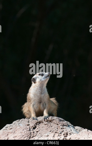 L'Afrique du Sud, Western Cape, route 62, ville d'Oudtshoorn, Cango Wildlife Ranch Park, meerkat (Suricata suricatta) Banque D'Images