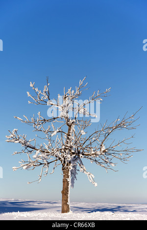 Apple Tree in snow, Mt. Wasserkuppe, Rhon, Hesse, Germany, Europe Banque D'Images