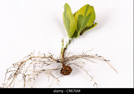 Gall racine ou le chancre bactérien (Rhizobium radiobacter) sur une coupe d'Euonymnus japonica Banque D'Images