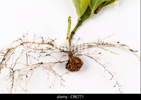 Gall racine ou le chancre bactérien (Rhizobium radiobacter) sur une coupe d'Euonymnus japonica Banque D'Images