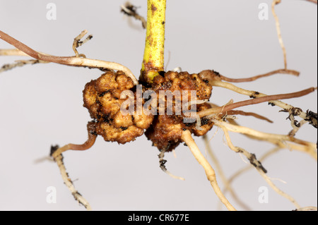 Gall racine ou le chancre bactérien (Rhizobium radiobacter) sur une coupe d'Euonymnus japonica Banque D'Images