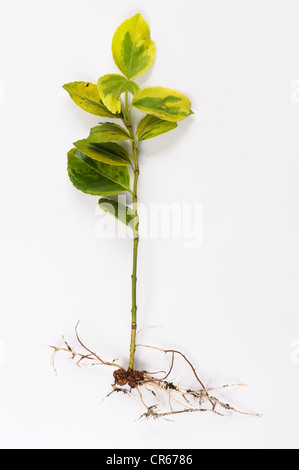 Gall racine ou le chancre bactérien (Rhizobium radiobacter) sur une coupe d'Euonymnus japonica Banque D'Images