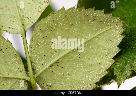 Carmine acariens (Tetranychus cinnabarinus) infestation et dommages à un petit pot rose est une plante Banque D'Images