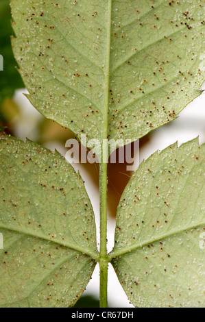 Carmine acariens (Tetranychus cinnabarinus) infestation et dommages à un petit pot rose est une plante Banque D'Images