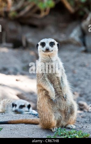 L'Afrique du Sud, Western Cape, Cape Peninsula, Hout Bay, World of Birds Wildlife Sanctuary, meerkat (Suricata suricatta) Banque D'Images