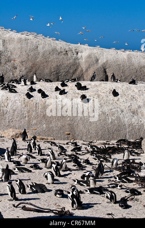 L'Afrique du Sud, Western Cape, Cape Peninsula, Simon's Town, la plage de Boulders Beach accueille une colonie sauvage de l'Afrique de Banque D'Images