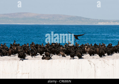 L'Afrique du Sud, Western Cape, Cape Town, l'entrée de l'île Robben, Patrimoine Mondial de l'UNESCO, en face de la ville de Cap Town, cormorans Banque D'Images