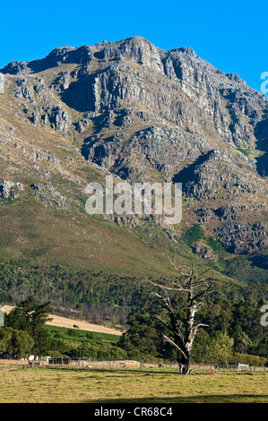 L'Afrique du Sud, Western Cape, sur la route des vins, Stellenbosch, Stellenbosch Mountain Banque D'Images