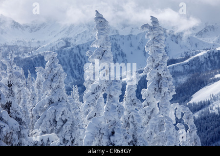 L'Autriche, Styrie, vue de sapins couverts de neige sur la montagne Gasselhohe Banque D'Images