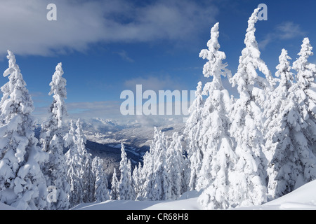 L'Autriche, Salzburg County, vue de sapins couverts de neige en montagne Banque D'Images