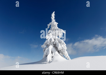 L'Autriche, Styrie, vue de sapins couverts de neige sur la montagne Gasslhohe Banque D'Images