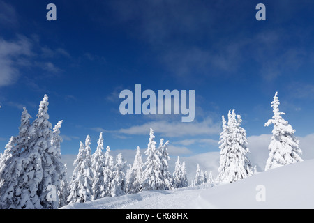 Autriche, Salzbourg, vue de sapins couverts de neige sur la montagne Gasslhohe Banque D'Images