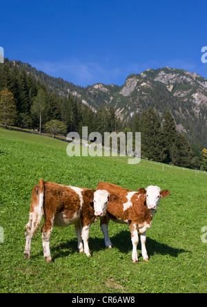 Autriche, Tyrol, deux veaux debout sur la vallée Alpbachtal Banque D'Images