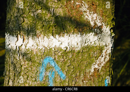 Allemagne, flèche peint signe sur tronc d'arbre, Close up Banque D'Images